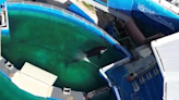 Footage shows orca in tiny pool at Miami Seaquarium just metres from ocean