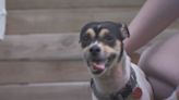 Franklin County dog fosters throw party, raise awareness