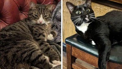 Pub cats to be permanently rehomed, brewery says
