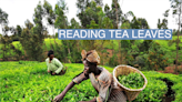 Kenya's tea pickers are destroying the machines replacing them