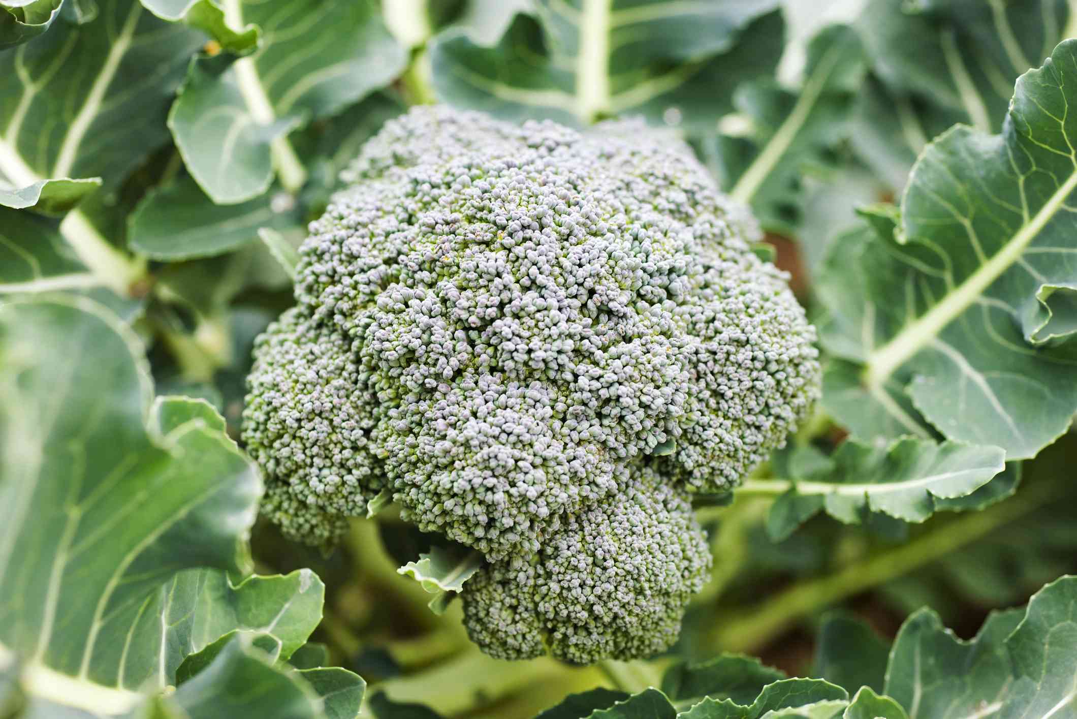 8 Best Broccoli Companion Plants for a Healthier Crop