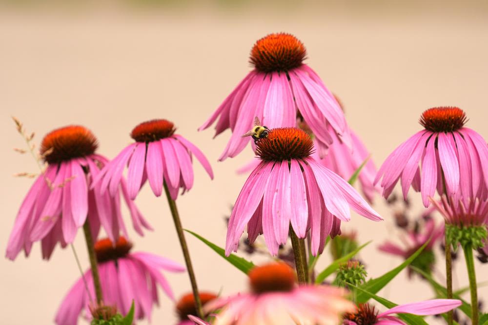 How a plant identification app helped me find happiness and satisfaction