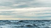 Rare photos capture ‘spectacular’ behavior of ocean giants in Australia. See them race