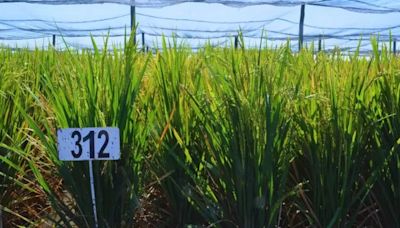 El Arroz: un viaje por su historia, cultivo y la nueva variedad argentina que revoluciona el mercado