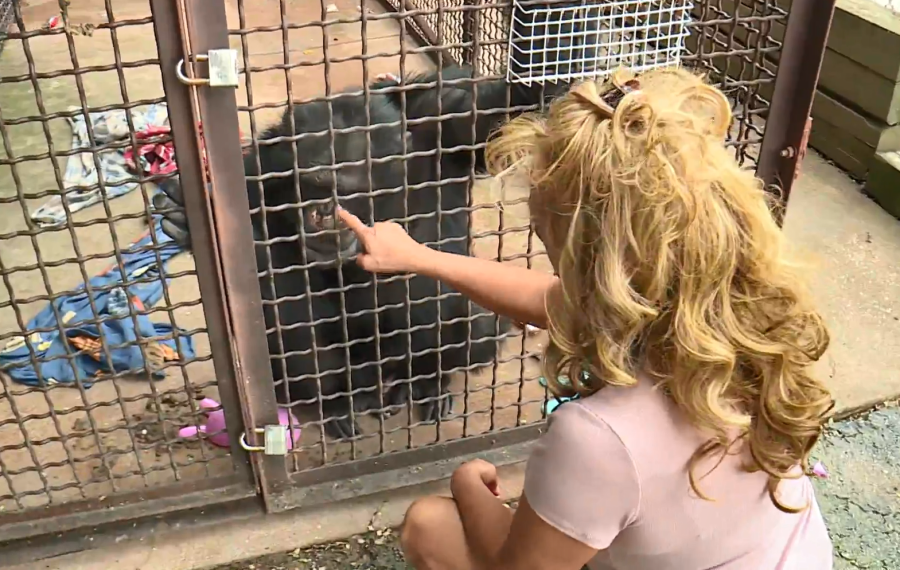 Who is Tonia Haddix of ‘Chimp Crazy’? Is Tonka the Chimp still alive?