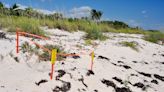 Researchers make shocking discovery while studying turtle nests on Florida coast: ‘Decades of … efforts are now paying off’