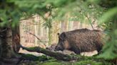 Lot : La fédération de chasse contrainte de verser 800.000 euros aux agriculteurs à cause des sangliers