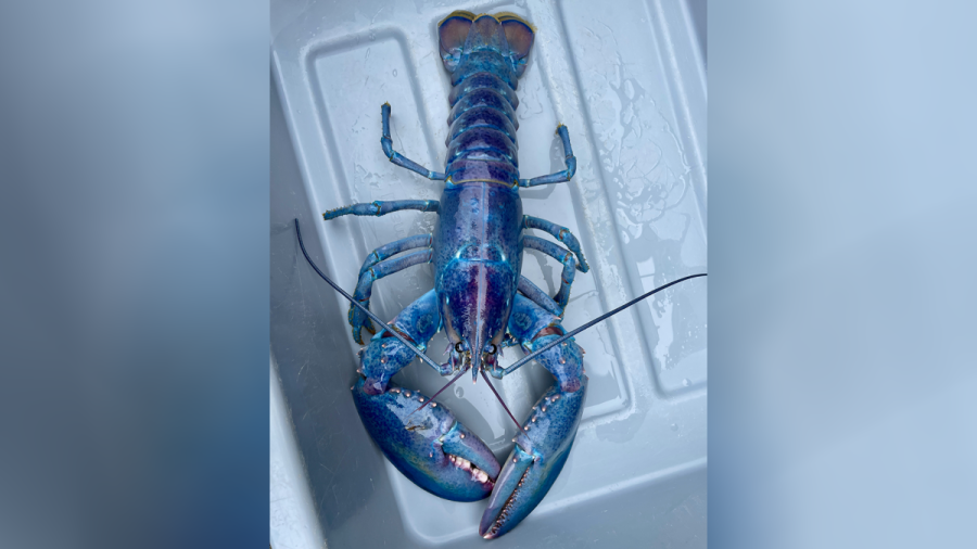 Rare ‘cotton candy’ lobster caught off New England coast
