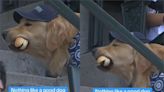 MLB有萌狗！ 黃金獵犬觀眾席「爽吃熱狗堡」畫面曝光