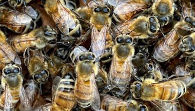 An Arizona golf course worker was killed by a swarm of bees while mowing in ‘tragic workplace accident’