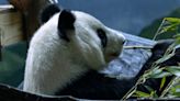 Get ready for goodbye: Atlanta pandas likely to return to China as contract expiration looms