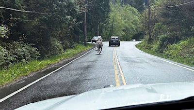 Escaped zebra captured near Seattle after gallivanting around Cascade mountain foothills for days