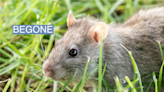 New Zealand moves to eradicate every single rat