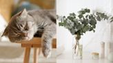 Las 10 plantas tóxicas para gatos y síntomas que indican que debes llevarlo al veterinario