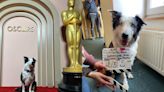 奧斯卡2024／《墜惡真相》狗演員太紅「遭對手投訴」 恐禁止參加典禮