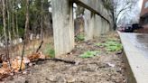 Potentially deadly poison hemlock is back. Now is the time to kill the invasive weed