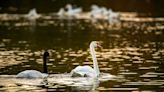 Queen Elizabeth's gift of two mute swans from her royal flock enjoyed by Lakeland to this day