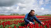 Climate change, Brexit threaten to wilt Dutch tulips