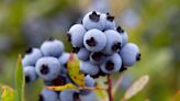 Blueberries ripe with antioxidants and memories in Maine and Alabama: Color Us Connected