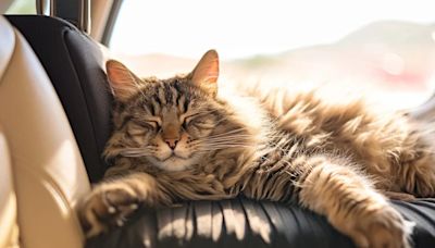 Un estudio reveló cuáles son los gatos que viven más