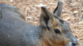 Akron Zoo's newest residents look a bit like rabbits, but are actually considered rodents