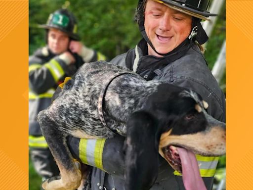 Newport News firefighters rescue a dog stuck in a tree. Yes, a dog in a tree.