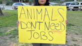 Activists protest Griffith Park Pony Rides on the attraction's final weekend