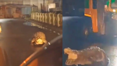 Viral video: Crocodile spotted on roads of Maharashtra, netizen says, "Trauma for the animal..."