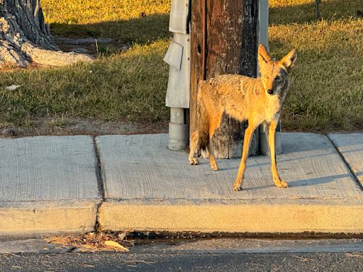 Abandoned Las Vegas house drawing coyotes and ‘corpse flies,’ residents say