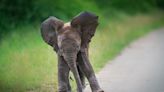 Big-Eared Baby Elephant in Fresno Looks Like a Real-Life Dumbo