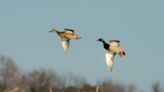 Smith: Continued decline in breeding duck numbers raises questions about habitat