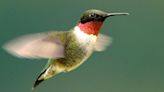 Hummingbirds are back in Mississippi. Here’s how to prepare & when to put out feeders.