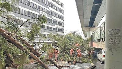 竹市 路樹壓死騎士 中央允1個月釐清權責 - 地方新聞