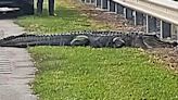 Woman redirects traffic to save huge alligator on roadway