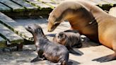 Adorable new Californian Sea Lion pups arrive at Longleat