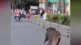 Wild boar caught after injuring several people during city rampage