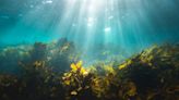 日本研究減碳生物利器：海草