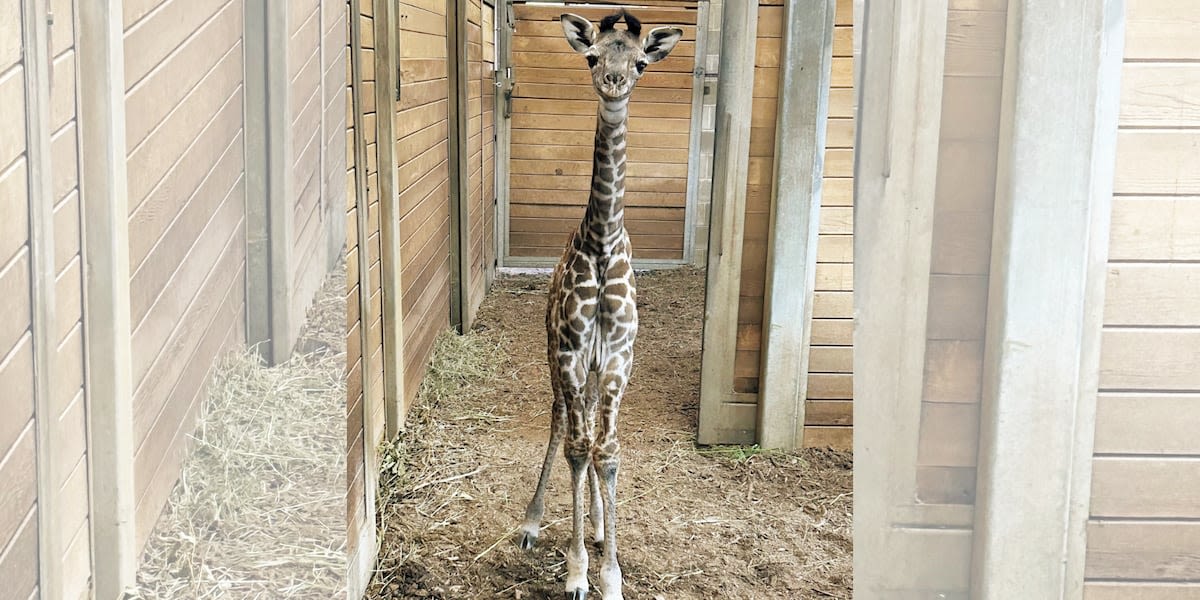 Zoo celebrates the birth of healthy baby giraffe