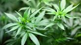 U.S. Senator Mitt Romney Leads Letter to DEA Highlighting Concerns with Rescheduling Marijuana and Compliance with U.S. ...