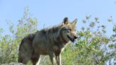 Andalucía se suma a las comunidades que piden rebajar la protección del lobo