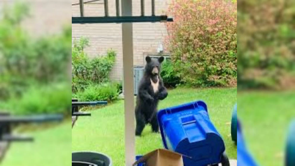 Increased bear sightings in Montgomery County point to potential permanent habitat