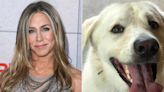 Jennifer Aniston’s Dog Hilariously Eats Cake Commemorating Second Birthday of Her Beauty Brand LolaVie