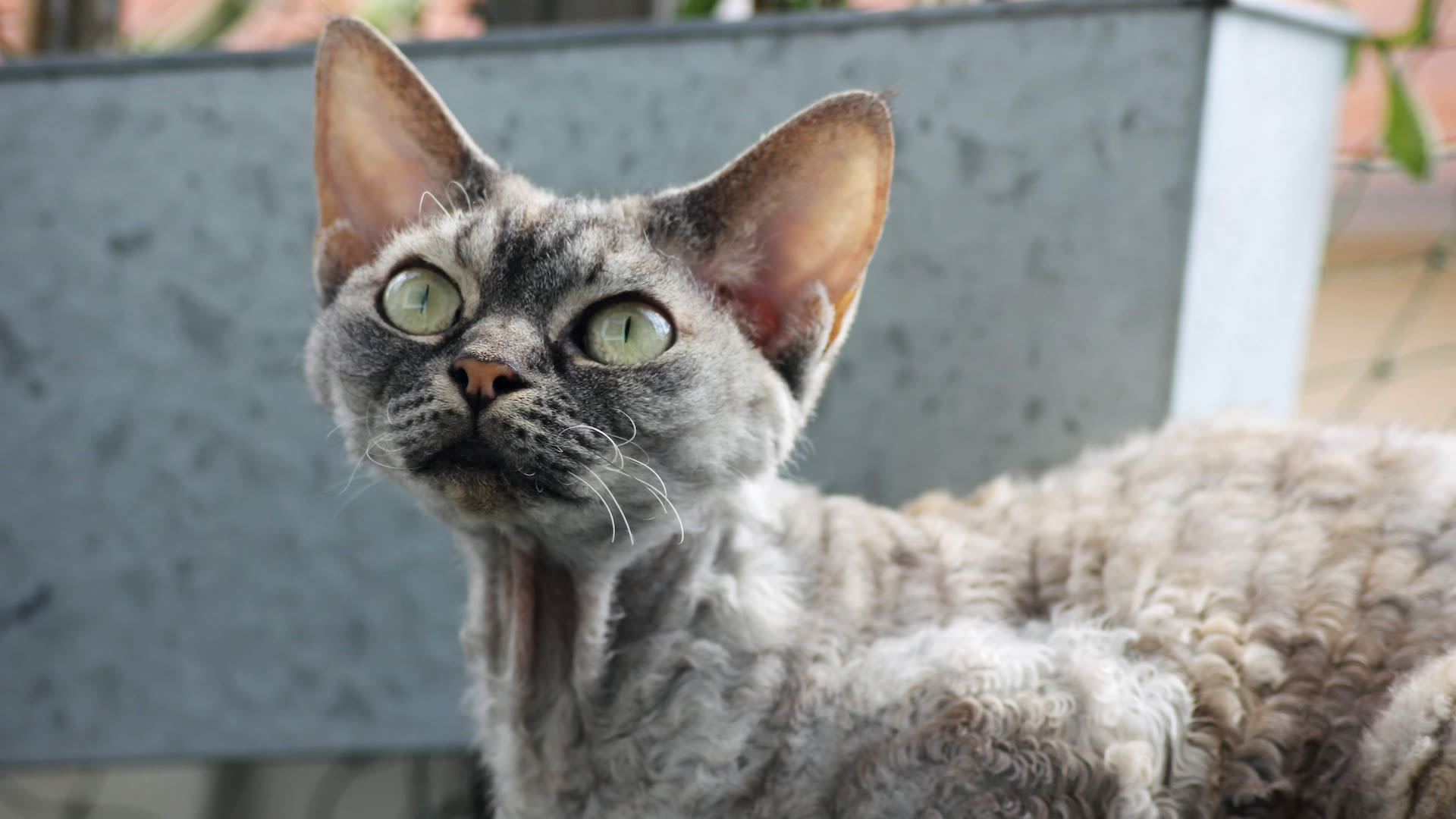 32 things to know about Devon rex cats