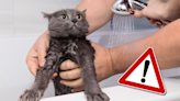 Bañar a un gato sin vacunar es un riesgo, señala experto animal