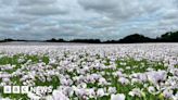 Sea of white poppies returns to Ludlow fields