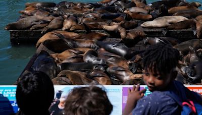 An Anchovy Feast Draws Sea Lions to San Francisco Pier