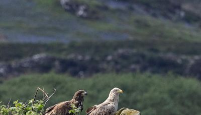 Footage reveals 'miracle eagle chick' in flight