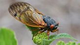 Want to taste Cicadas? Join the Bug Chef for cicada dishes at the Butterfly House