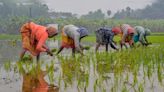 Budget 2024 | Why to focus on empowering women farmers with technology to transform agricultural economy - CNBC TV18