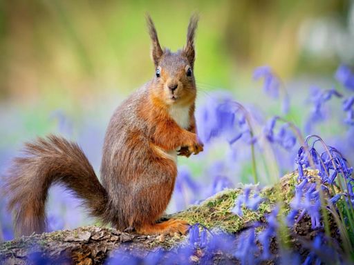 Scottish regions named among the last places in the UK to see red squirrels